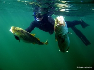 To torsk fanget ved undervandsjagt på et vrag i Øresund